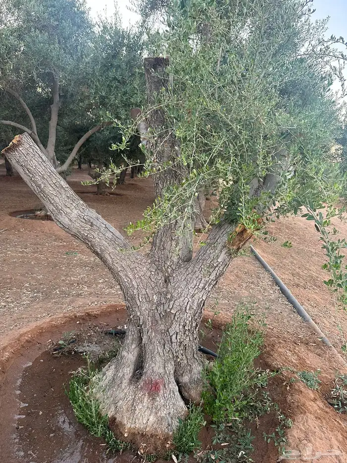 نخل عربي نخل واشنطني زيتون معمر 4