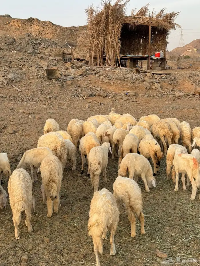 طليان ورخال حرية 3