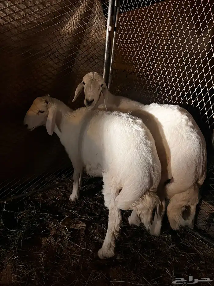 للبيع طليان جذعان نظيفه شرط 0