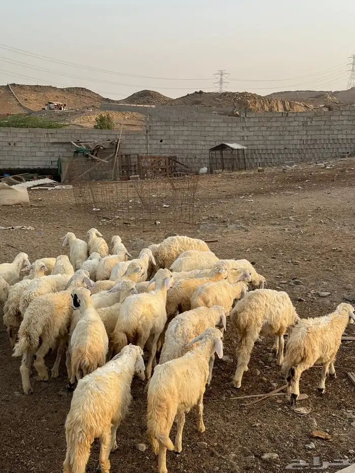 طليان ورخال حرية 5