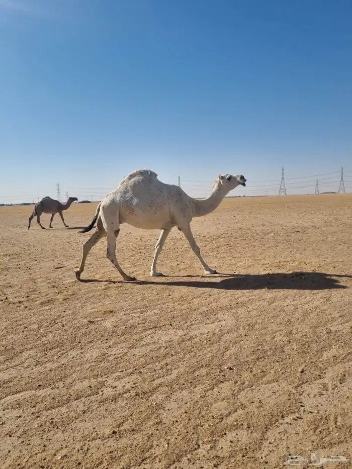 لقحه وضحا لقحه على ولد الارخم بعير فنجال موقع السعيره 0