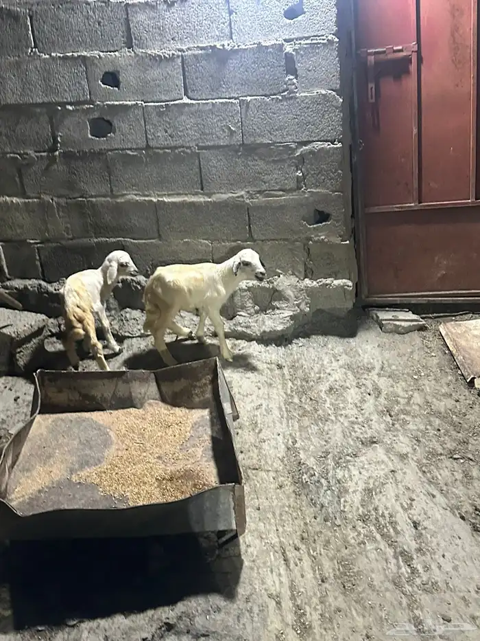 فران 1