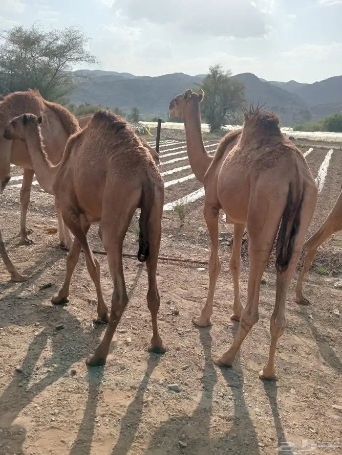قعدان صوماليه للجمله من الباحه باسعار طيبه 3