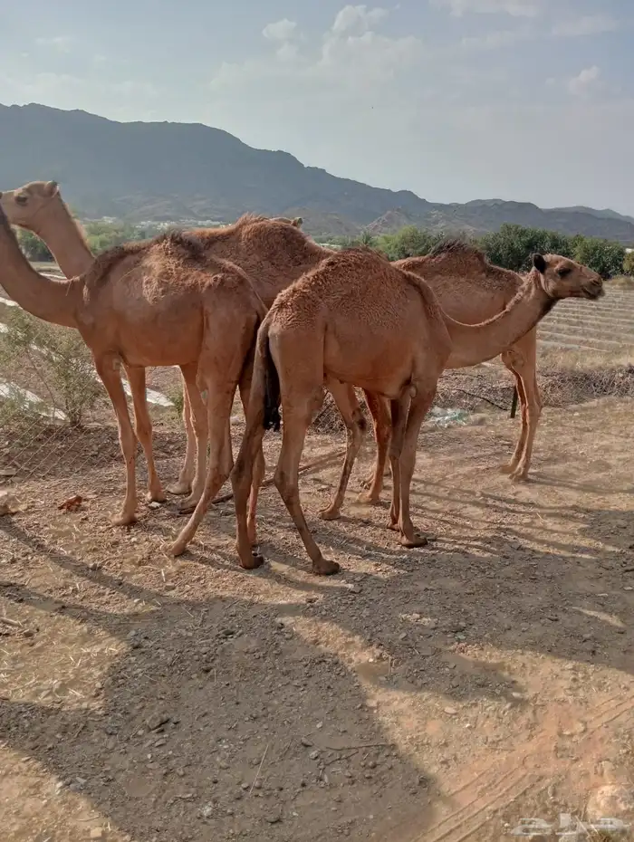 قعدان صوماليه للجمله من الباحه باسعار طيبه 0
