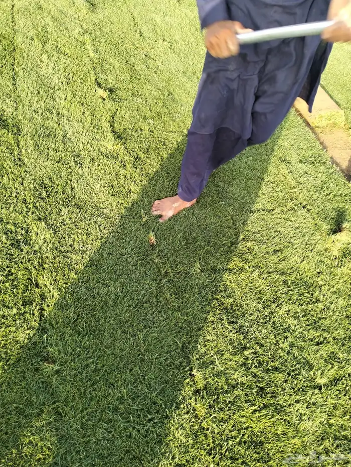 نجيله طبيعي 2