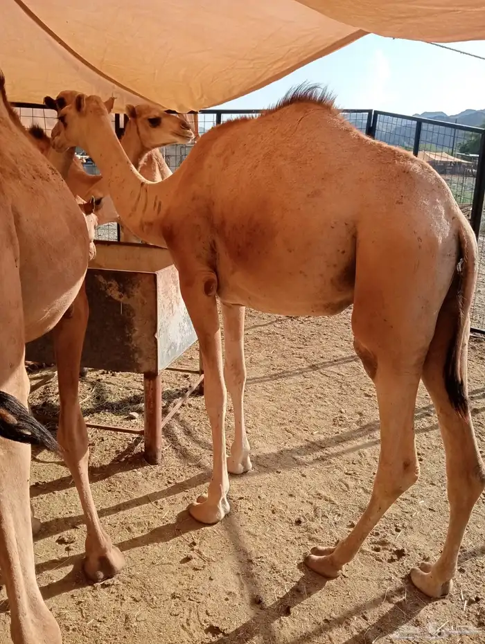 قعدان صوماليه للجمله من الباحه باسعار طيبه 1