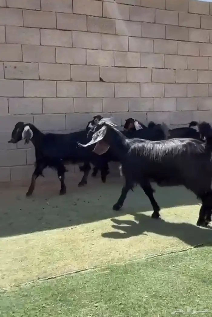 جفار مشاريك مقنوي طيبه 0