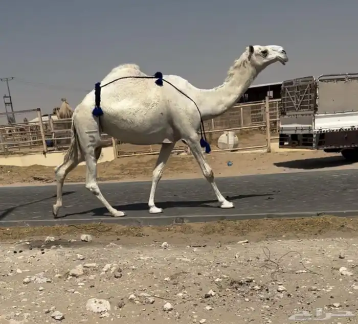 عشرا 0
