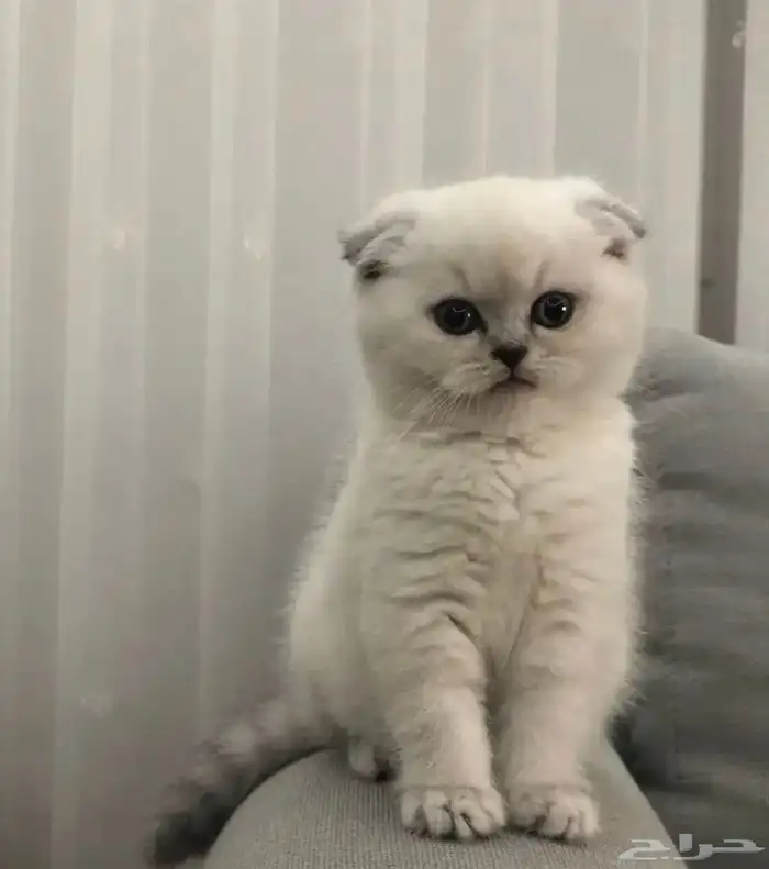 للي عنده لتبني نفس النوع هذا بتواصل واتس 0