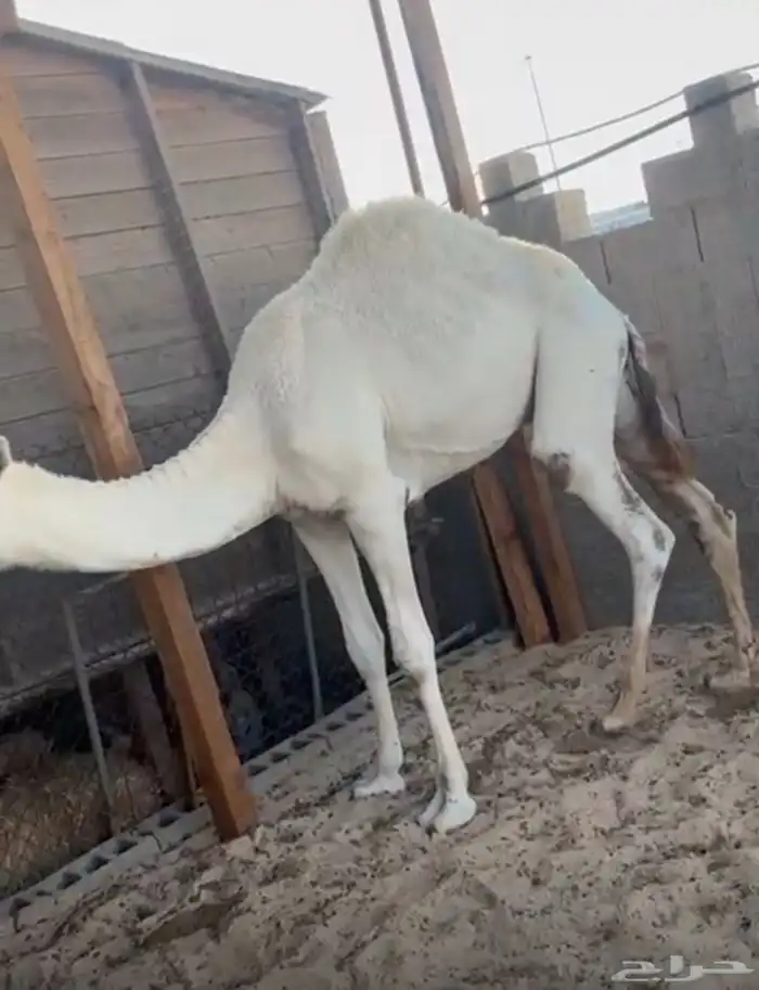 قعود للبيع العمر من 8 إلى 9 اشهر 1