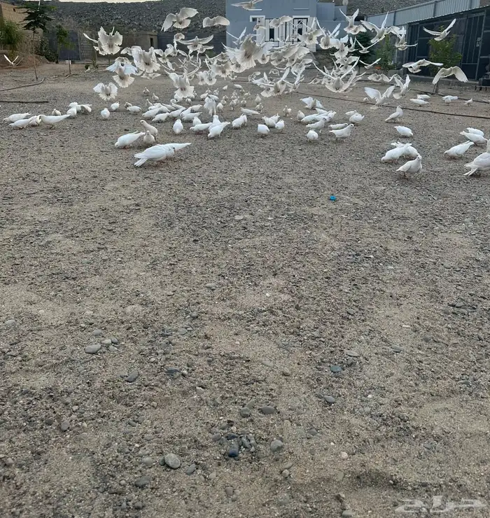 حمام فرنسي 3