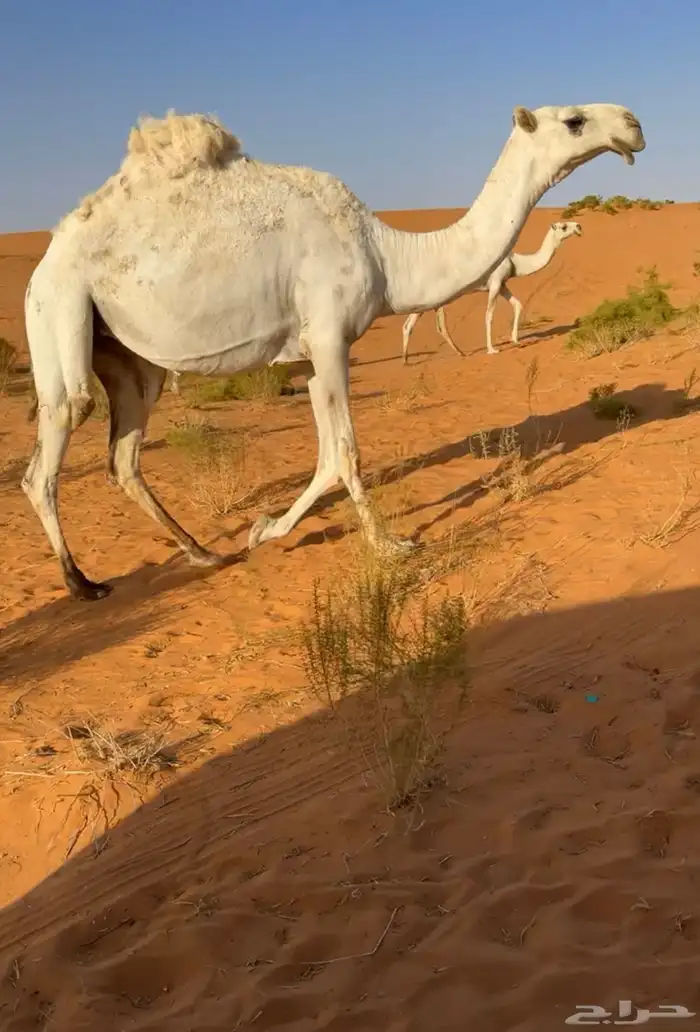 للبيع بكره رمانيه 1