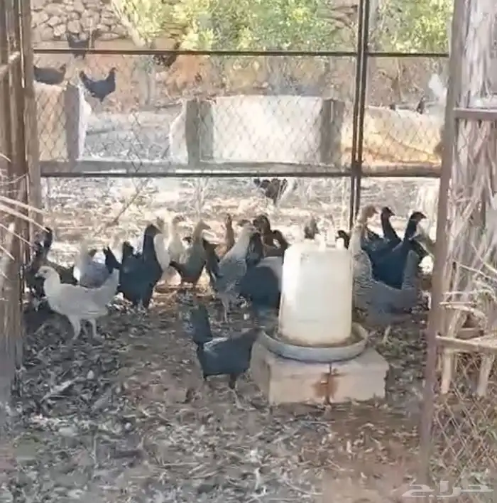 دجاج بشاير و بياض 2