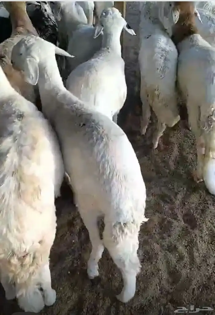 سواكن للبيع 1