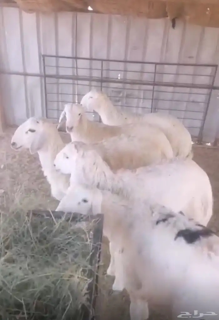 ذبايح خرفان اسمان 0