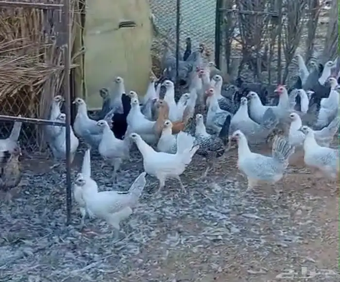 دجاج بشاير و بياض 0