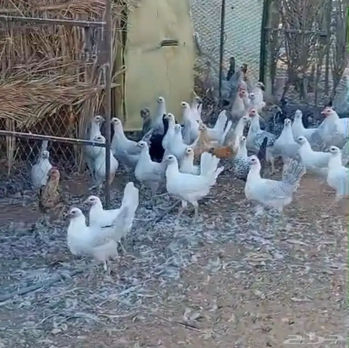 دجاج بشاير و بياض 6