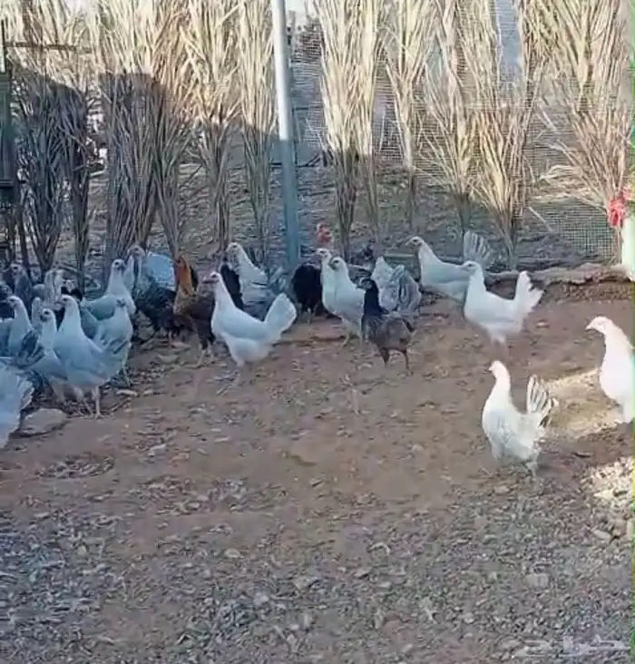 دجاج بشاير و بياض 5