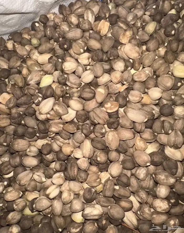حبوب البان 0