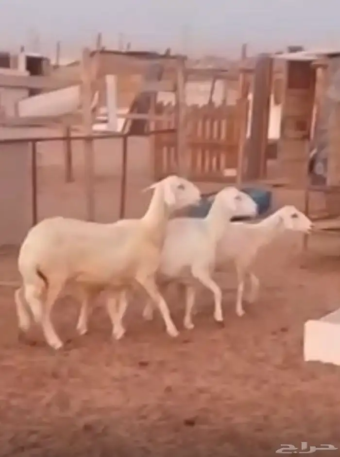 غنم 0