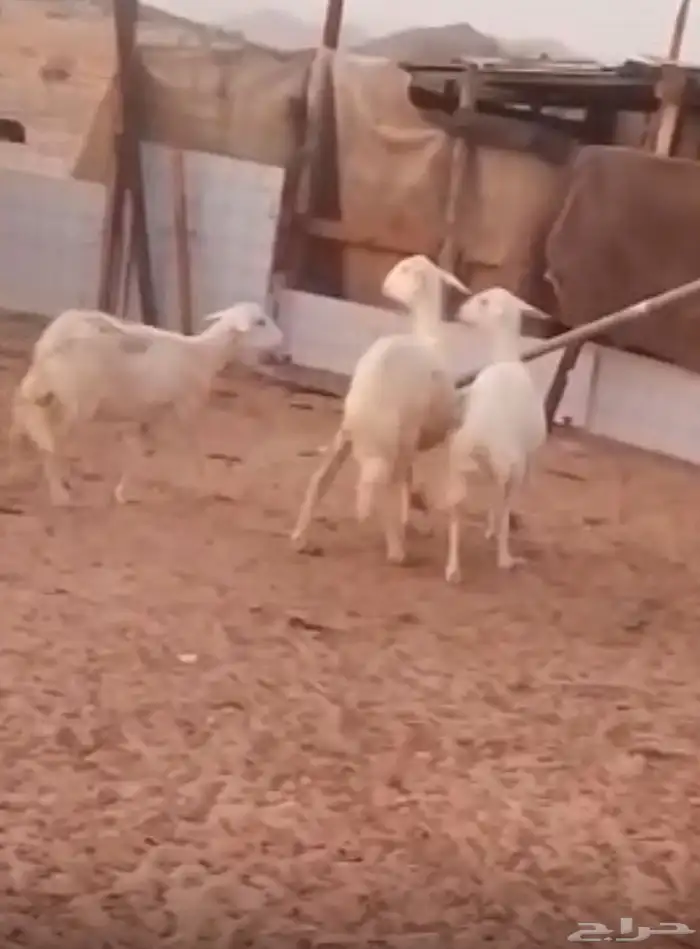 غنم 2