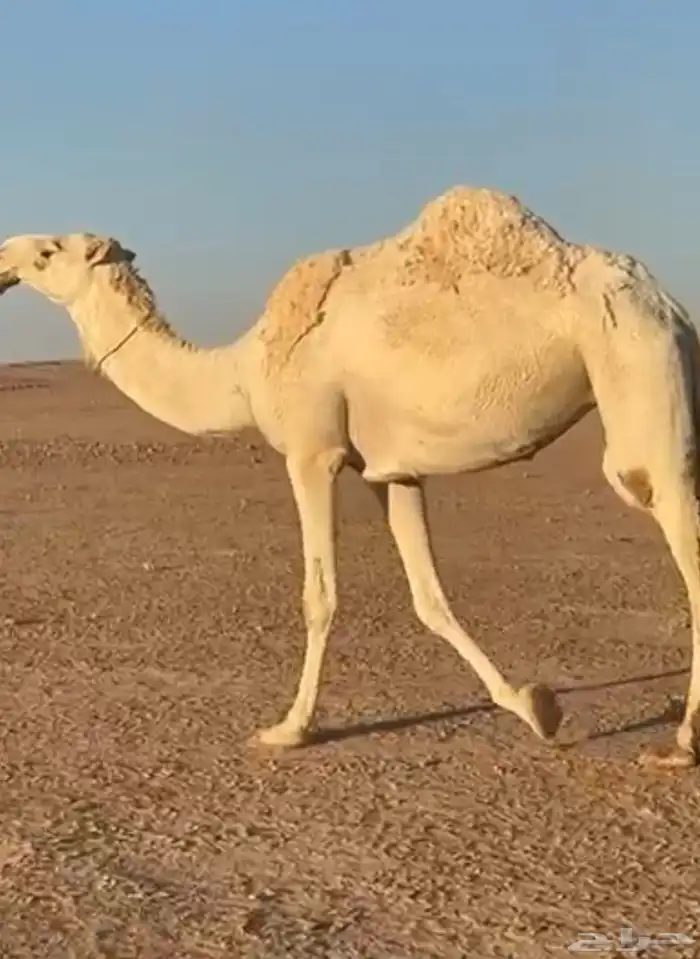 ابل للبيع . بكار وضح . عشاير . ضرايب 0