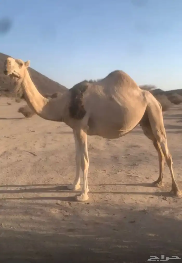 خلفه شقحى 2