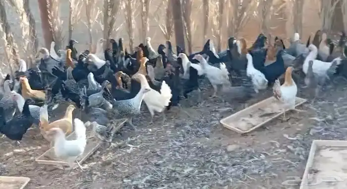 دجاج بشاير و بياض 1
