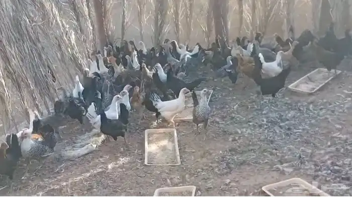 دجاج بشاير و بياض 4