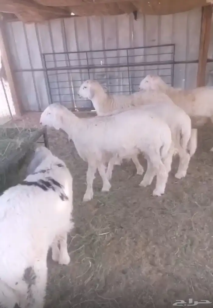 ذبايح خرفان اسمان 1