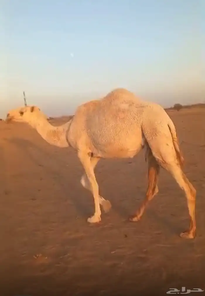 ضروبه وضحا رمانيه بكر 0