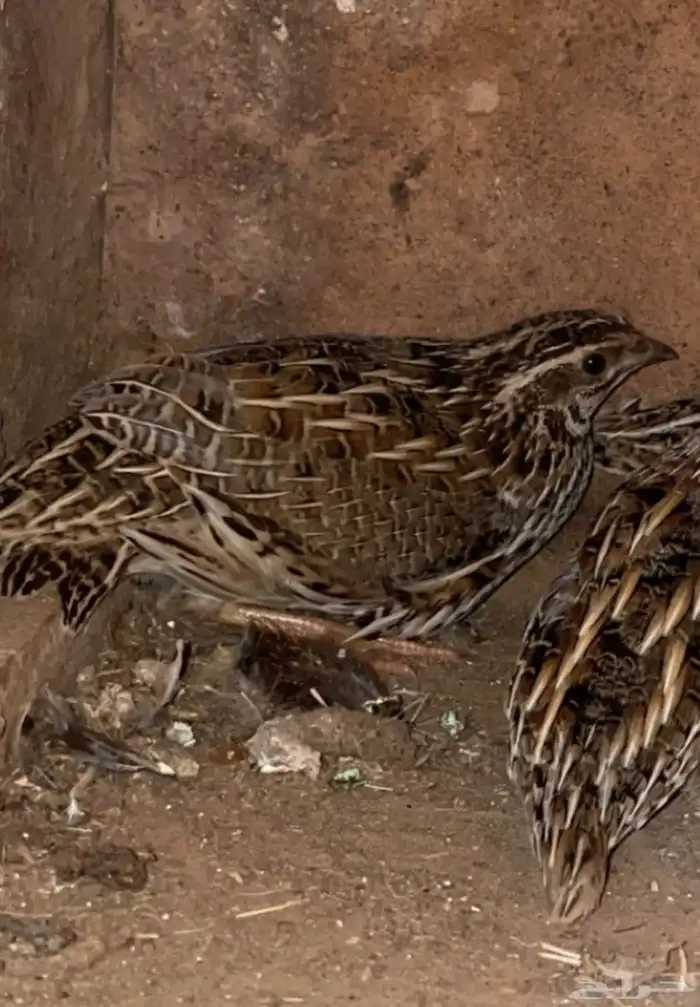 سمان بري للبيع 0