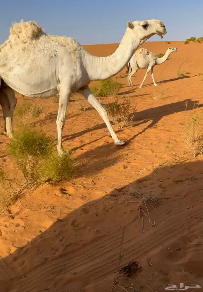للبيع بكره رمانيه 3
