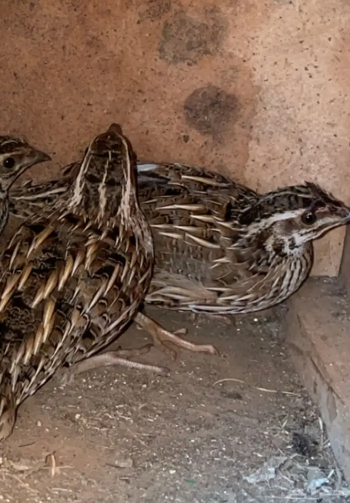 سمان بري للبيع 2