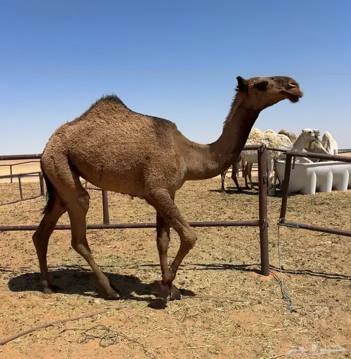 بكره صفرا طيبه 3