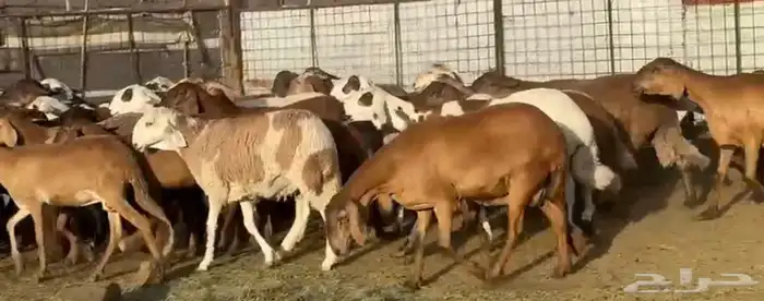 المراح السواكن للي يبي الزين وصغار السن 7