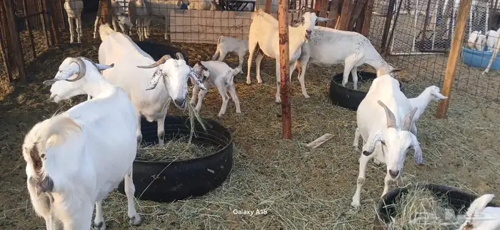 معزا بيشيات مراح واحد 2