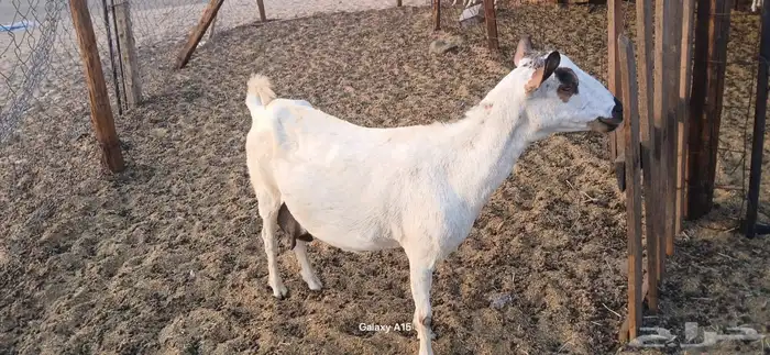 معزا بيشيات مراح واحد 3