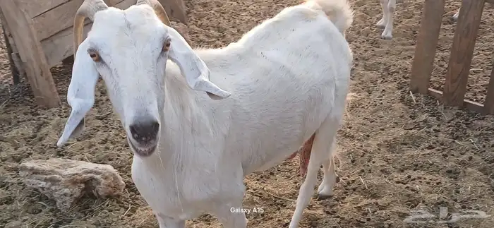 معزا بيشيات مراح واحد 12