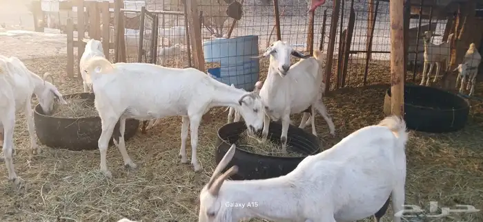 معزا بيشيات مراح واحد 0