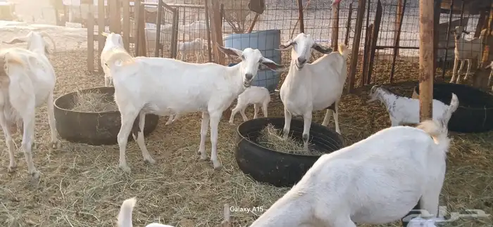 معزا بيشيات مراح واحد 1