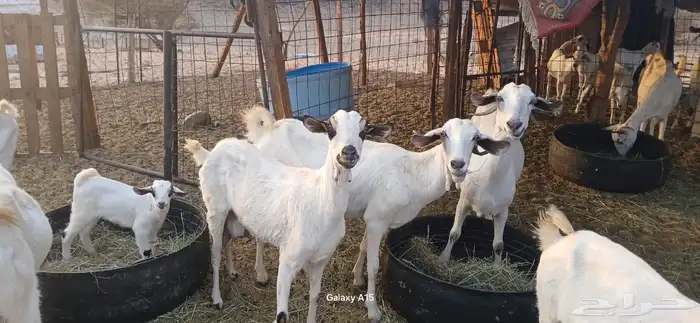 معزا بيشيات مراح واحد 8