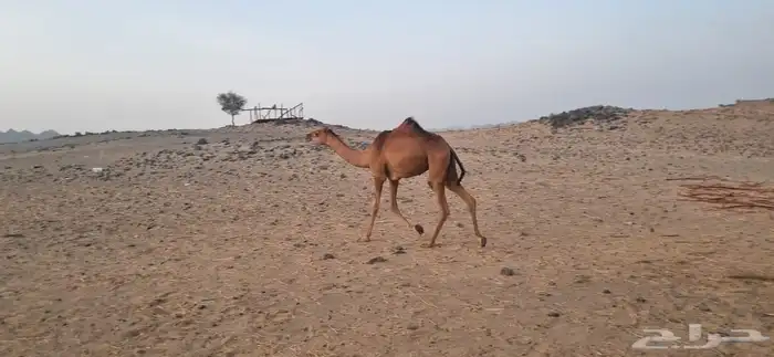بكره حمرا 0