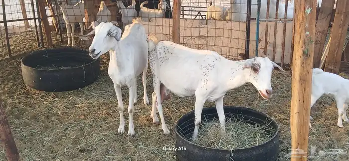 معزا بيشيات مراح واحد 5