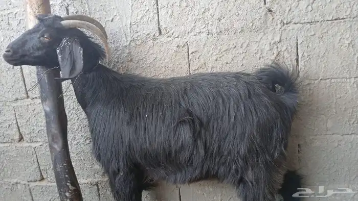 عنز دافع 1