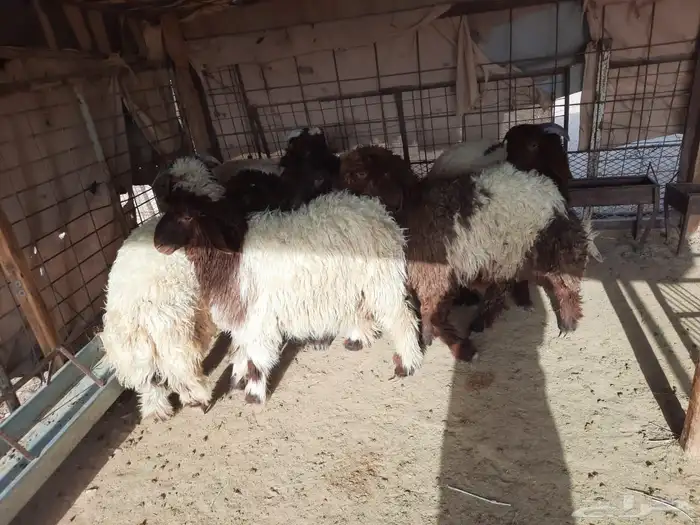 ذبايح نعيم طيبة 0