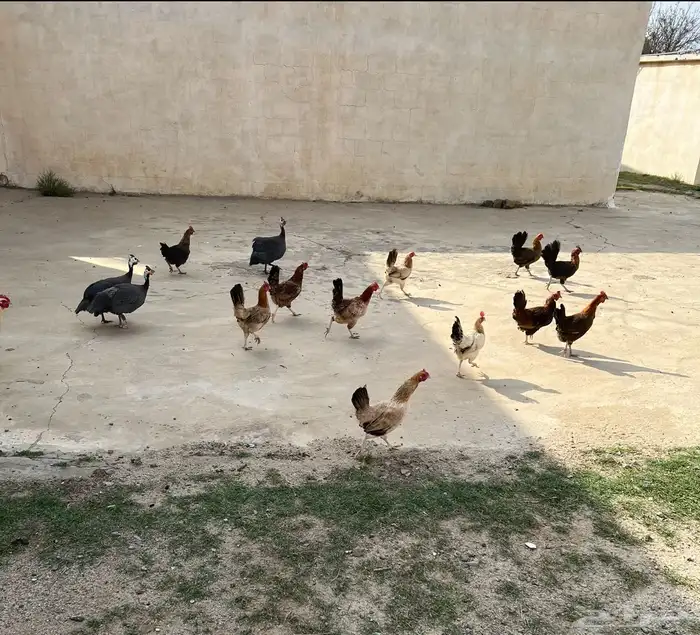 دجاج بلدي للبيع 3