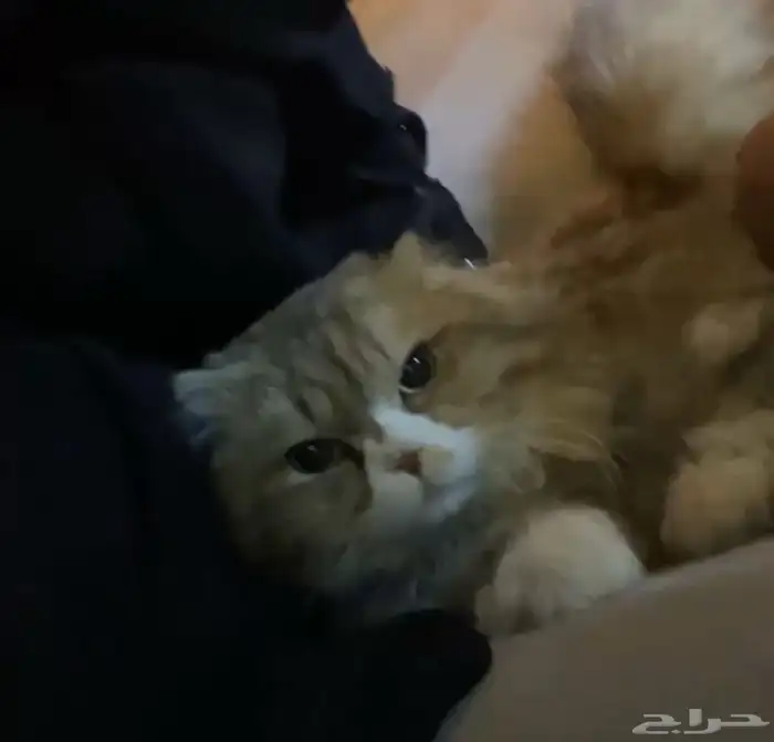 قط ضائع وجدناه في الشارع صاحبه يتواصل معنا 2