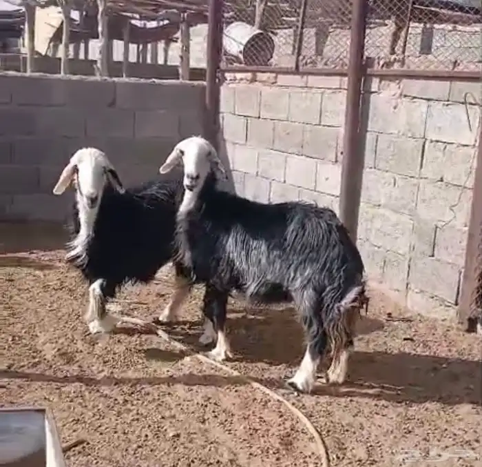 نعاج نجد 3