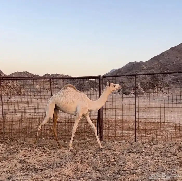 عرض بكره 0
